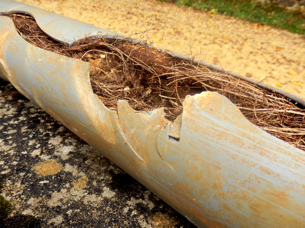 Split drainage pipe caused by ingress of tree roots